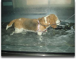 2 aquatic treamill cherrytree canine hydrotherapy for dogs kent SE England treadmill swimming for dogs